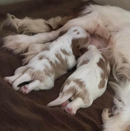 Cavalier King Charles Spaniel for sale by ABERLOUR