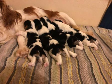 Cavalier King Charles Spaniel for sale by ABERLOUR