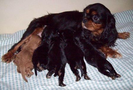 Cavalier King Charles Spaniel for sale by ABERLOUR