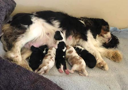 Cavalier King Charles Spaniel for sale by ABERLOUR