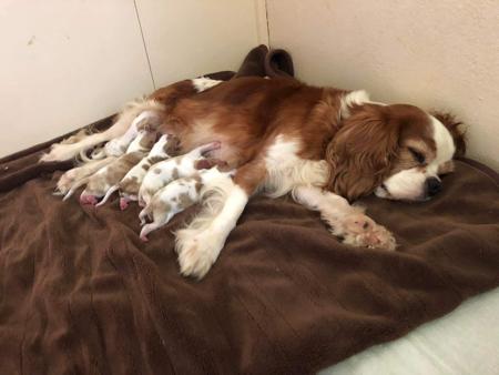 Cavalier King Charles Spaniel for sale by ABERLOUR