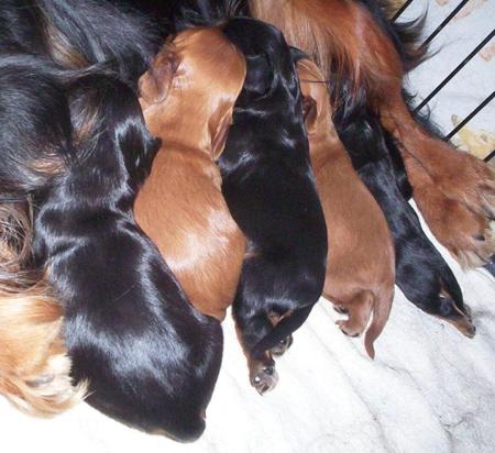 Cavalier King Charles Spaniel for sale by ABERLOUR