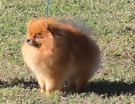 Aust Gr Ch Dreamforever Pot O Cash Pomeranian