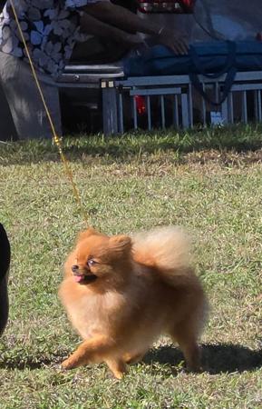 AUSTRALIAN CHAMPION Dreamforever Pot O Stars Pomeranian