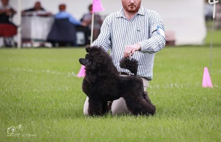 Poodle (Miniature) for sale by MARONOIR
