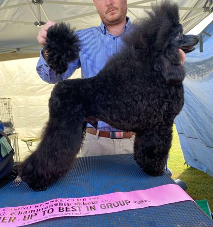 Poodle (Miniature) for sale by MARONOIR