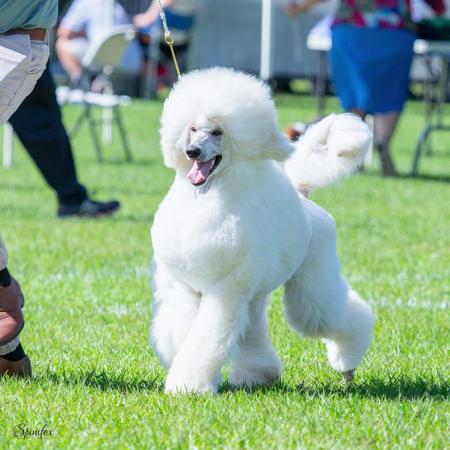 Poodle (Miniature) for sale by MARONOIR