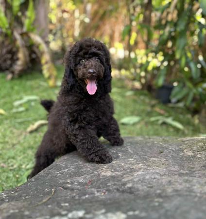 Poodle (Miniature) for sale by MARONOIR