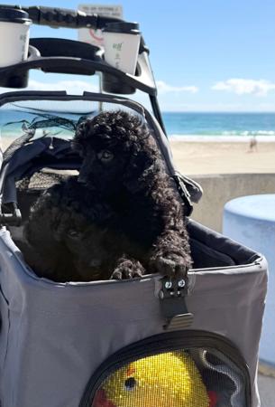 Poodle (Miniature) puppy for sale by JWAKE20