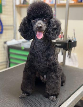 Poodle (Miniature) puppy for sale by JWAKE20