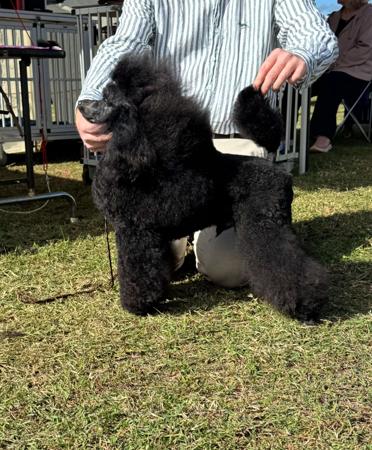 Maronoir Prince Valentino Poodle (Miniature)