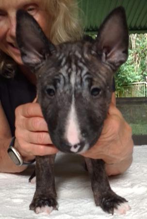 Bull Terrier (Miniature) puppy for sale by IFDAWN