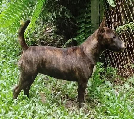 Ifdawn Incy Jamaican Dark Rum Bull Terrier (Miniature)