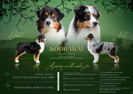 Australian Shepherd puppy for sale by KOORAKAI