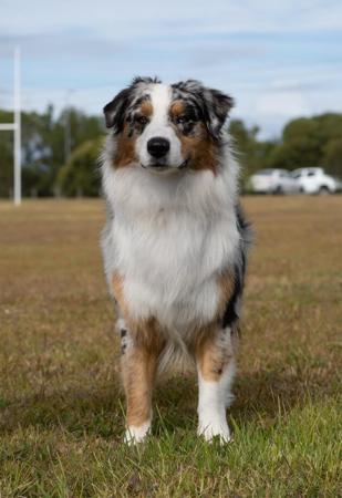 Australian Shepherd for sale by KOORAKAI