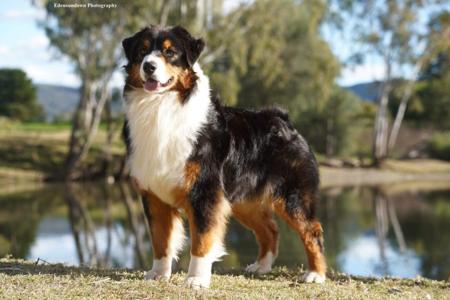 Australian Shepherd for sale by KOORAKAI
