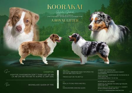 Australian Shepherd for sale by KOORAKAI