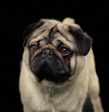 Pug for sale by GRAMISH