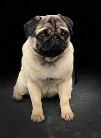 Pug for sale by GRAMISH