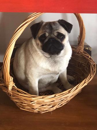 Pug for sale by GRAMISH