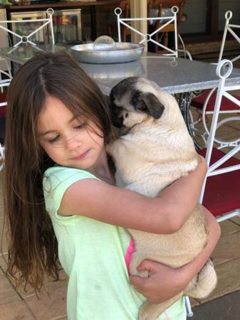 Pug for sale by GRAMISH