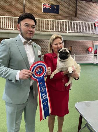 Pug for sale by GRAMISH