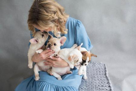 French Bulldog for sale by BLUECHILD