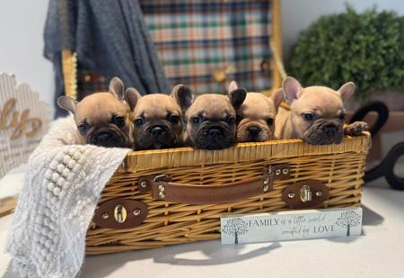 French Bulldog for sale by BLUECHILD