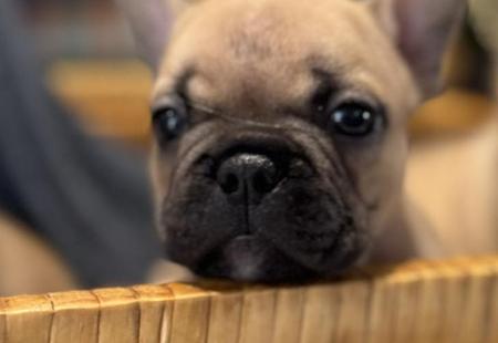 French Bulldog for sale by BLUECHILD