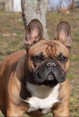 French Bulldog for sale by BLUECHILD
