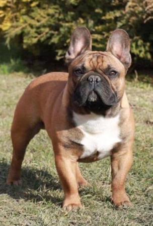 French Bulldog for sale by BLUECHILD
