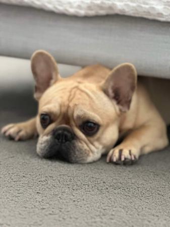 French Bulldog for sale by BLUECHILD
