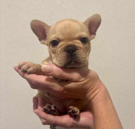 French Bulldog puppy for sale by BLUECHILD