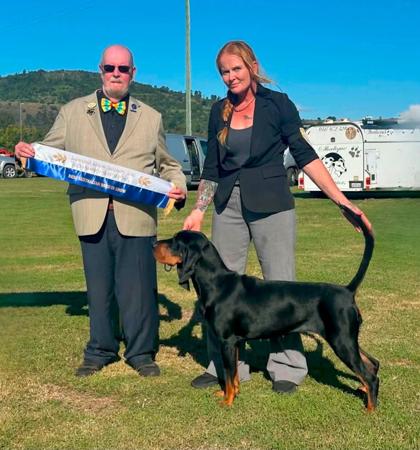 Australian Champion Ryerson Tantrums and Tiaras (AI) Black and Tan Coonhound