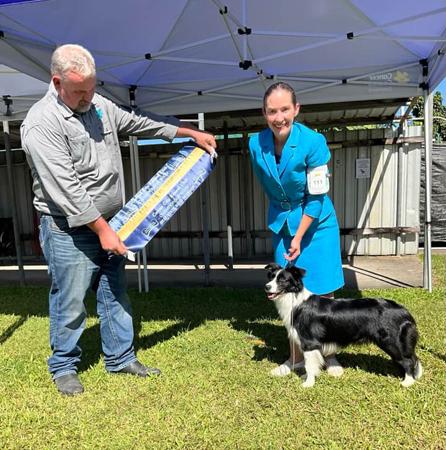 Border Collie for sale by DASDOGGINS