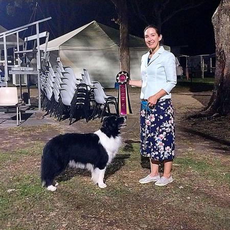 Border Collie for sale by NATRLSKIL