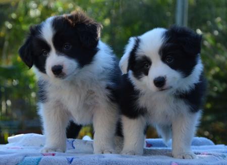 Border Collie for sale by NATRLSKIL