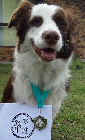 Border Collie for sale by NATRLSKIL