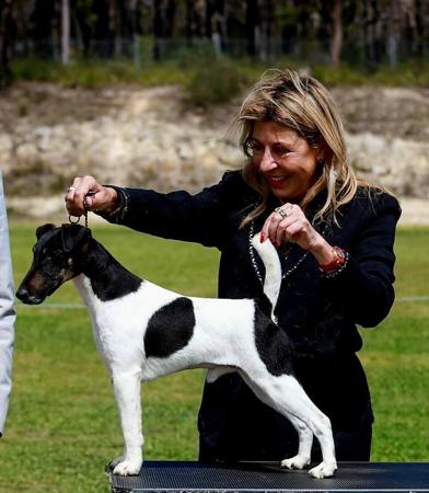 Fox Terrier (Smooth) puppy for sale by STINIYASU