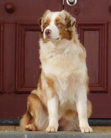 Australian Shepherd for sale by SAMANTHAWILL