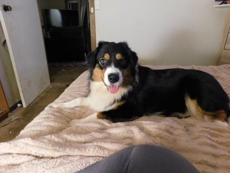 Australian Shepherd for sale by INKDWITSWISS