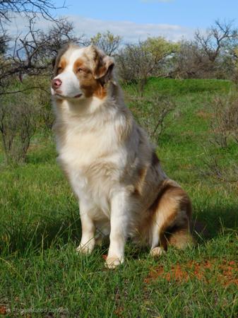 Australian Shepherd for sale by INKDWITSWISS