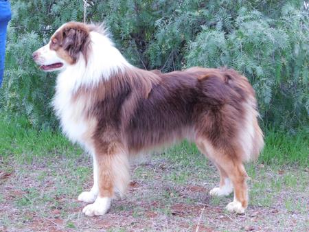 Australian Shepherd for sale by INKDWITSWISS
