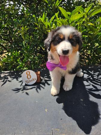 Australian Shepherd for sale by INKDWITSWISS