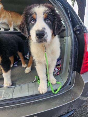 Australian Shepherd puppy for sale by SAMANTHAWILL