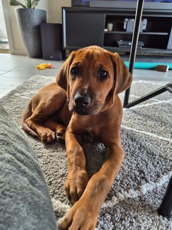 Odysseyridge AZ Infinity Rhodesian Ridgeback