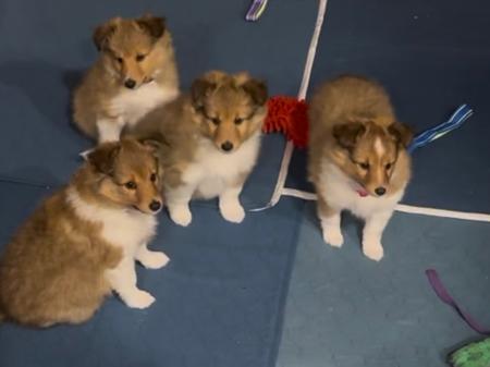 Shetland Sheepdog puppy for sale by LAMARILLI