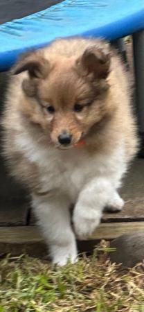 Shetland Sheepdog puppy for sale by LAMARILLI