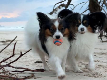 Papillon for sale by FARFALLE