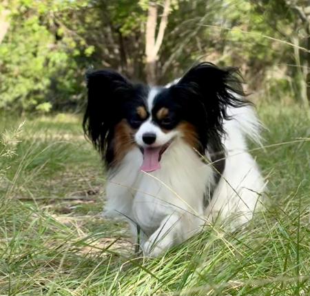 Papillon for sale by FARFALLE